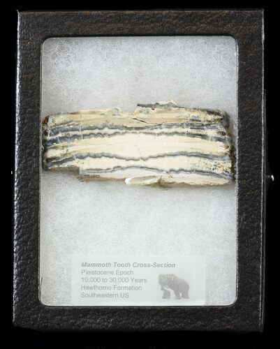 Mammoth Molar Slice (Pair) - South Carolina #44098